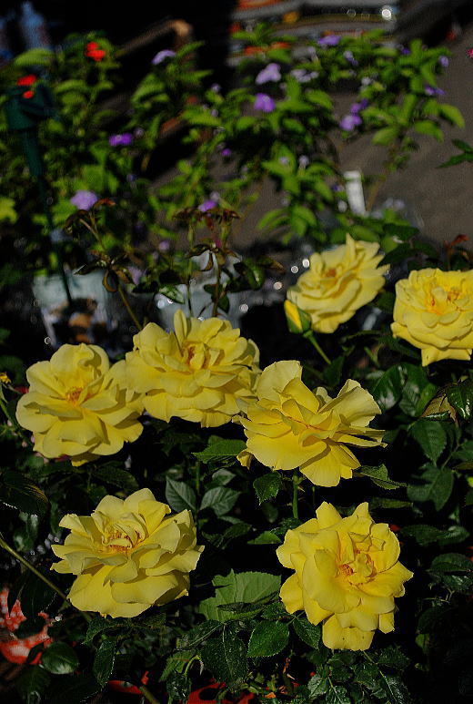 黄色いバラ.jpg