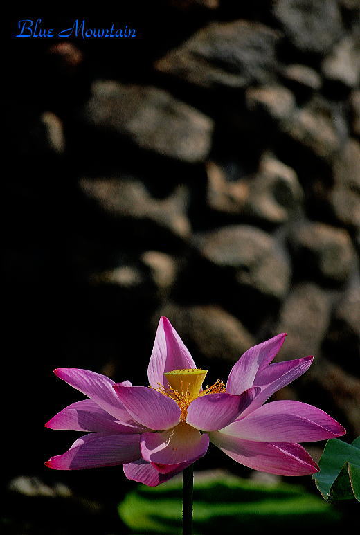 瓢湖の蓮の花.jpg