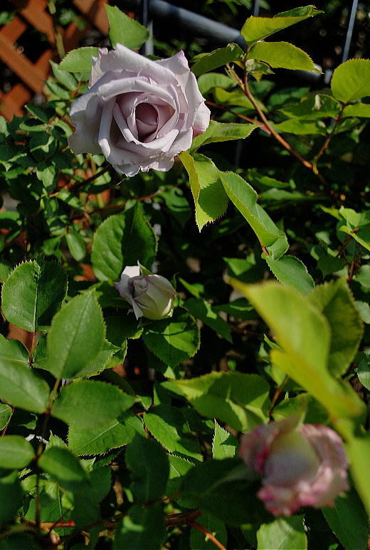 我が家の薔薇シルバーシャドウズ.jpg