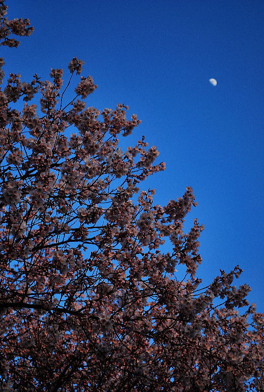 瓢湖の桜.jpg