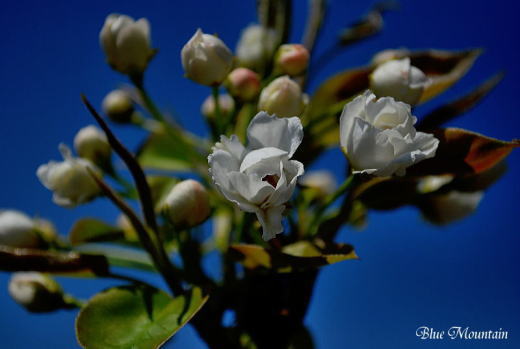 梨の花.jpg