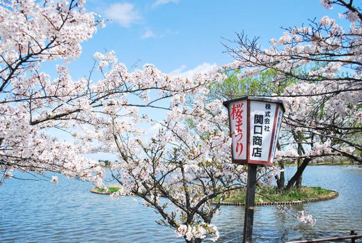 瓢湖の桜.jpg