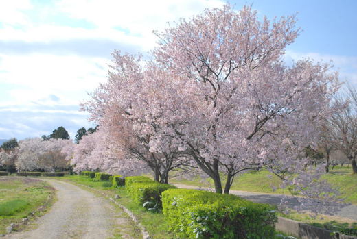 瓢湖の桜.jpg