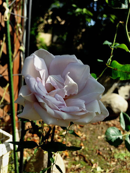 我が家の薔薇シルバーシャドウズ