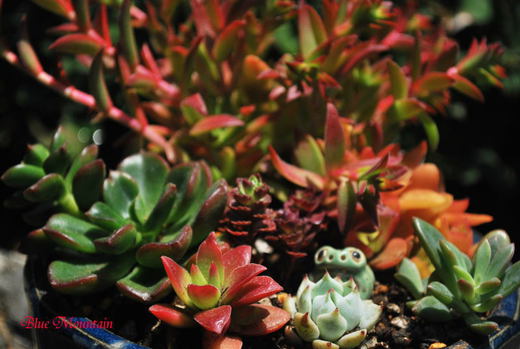 多肉植物の寄せ植え.jpg