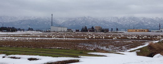 田んぼの白鳥.jpg