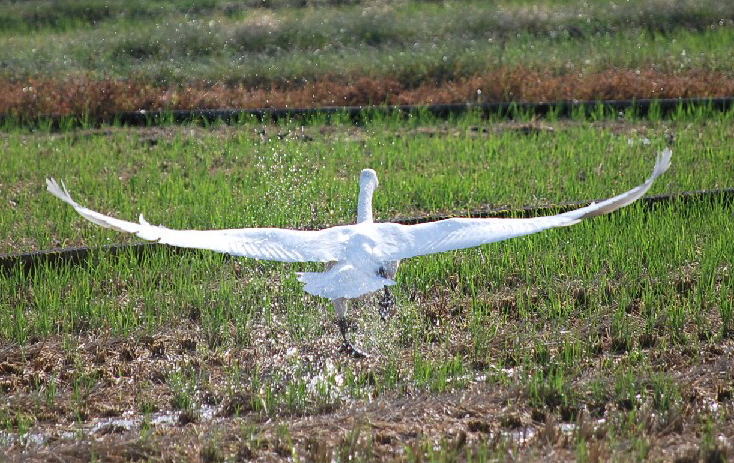 田んぼの白鳥さん